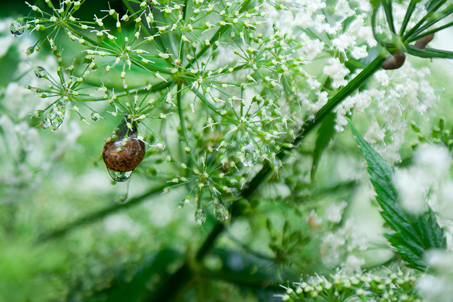 Rainy June I