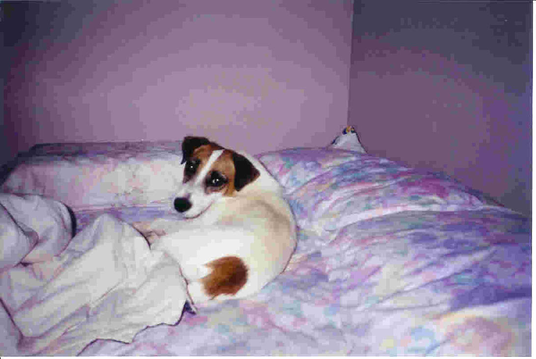 Dog Rascal Gif My dog Rascal by Akuma-Hunter on DeviantArt