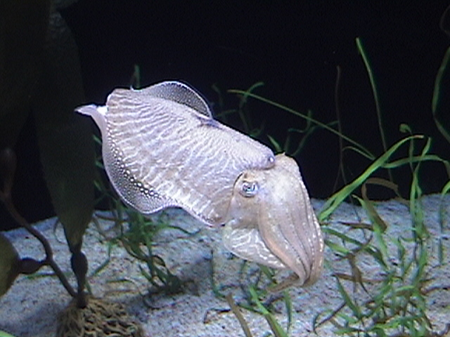 Cuttlefish