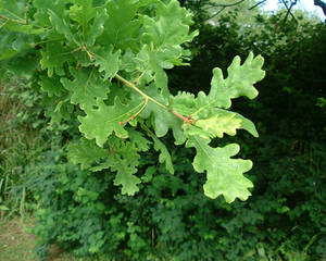 Oak Leaves