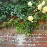 Roses on a wall.
