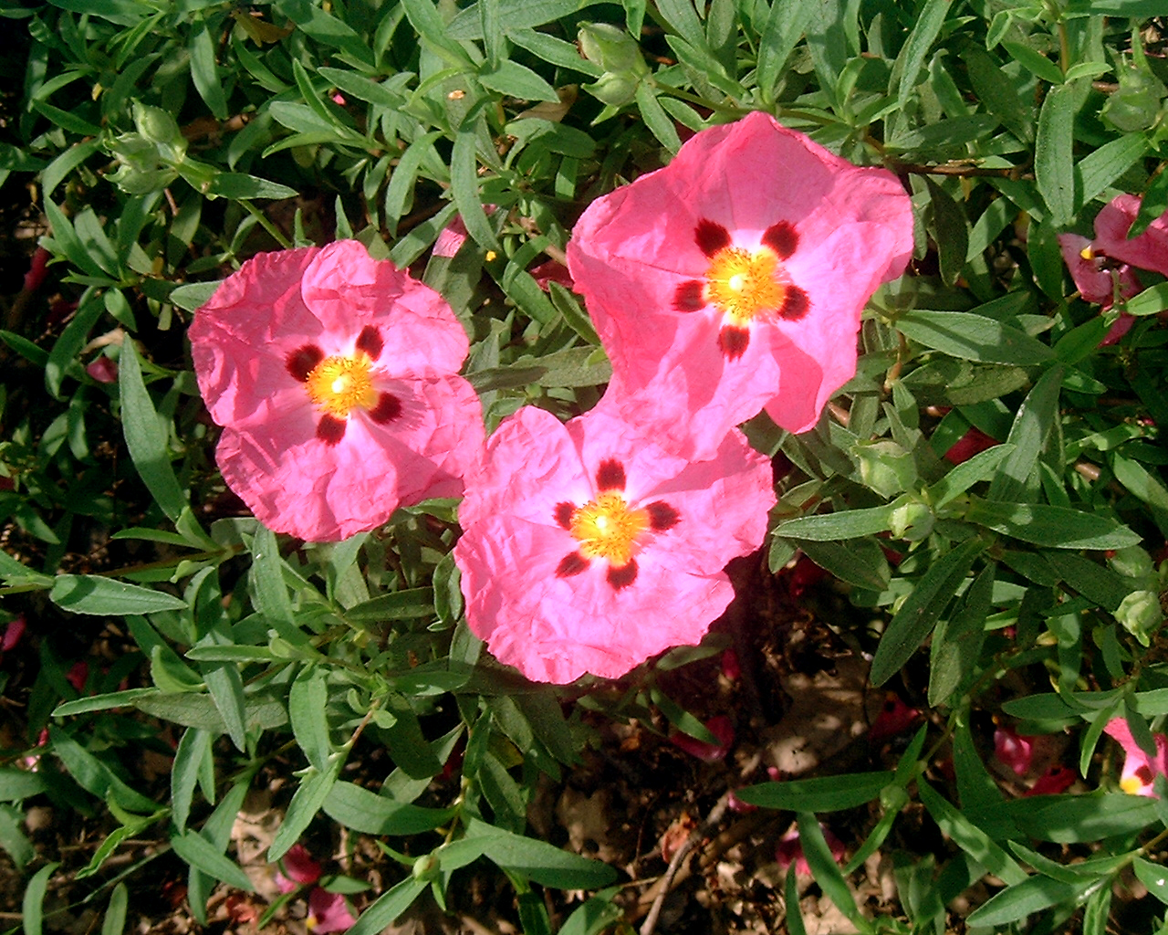 Pink Flowers