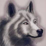 Wolf in Digital Art 