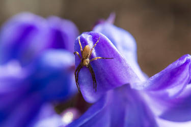 Spider On A Hyacinth