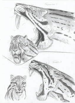 Saber-Toothed cats that rivalled Big Cats