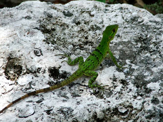 Cozumel Lizard