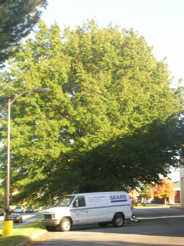 Van Tree by deathstrikesquirrel on DeviantArt