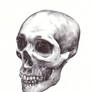 Skull study in biro