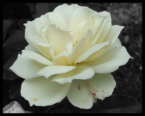 White Rose