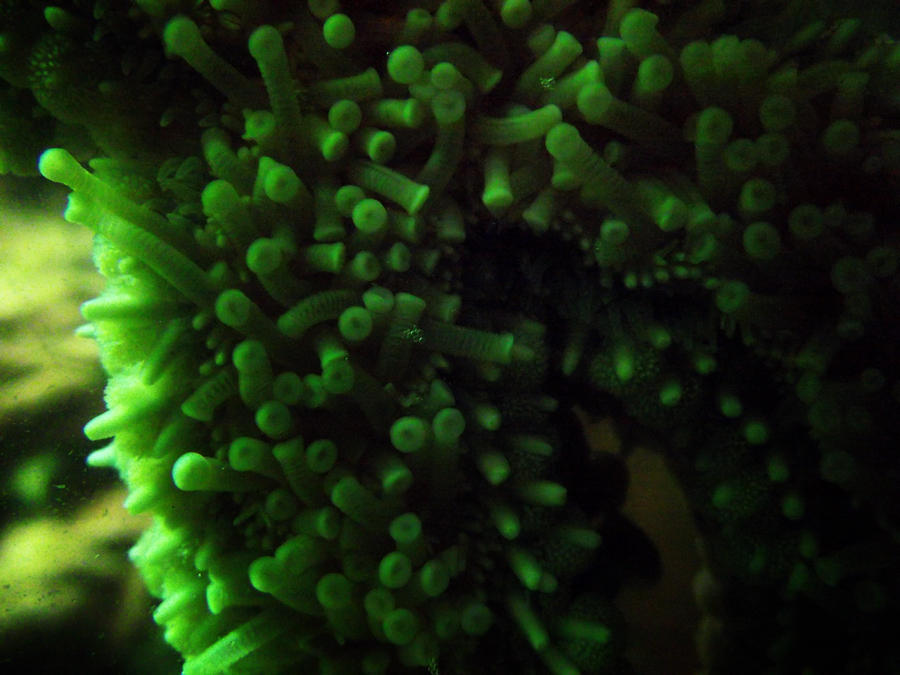 Four Legged Starfish by Tori-Kell on DeviantArt