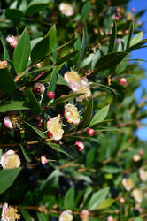 Beautiful blossom