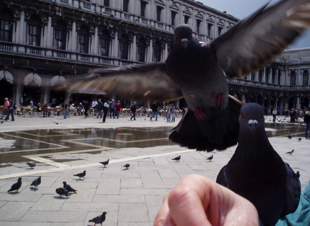 Pigeons in Venice