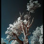 Banksia IR