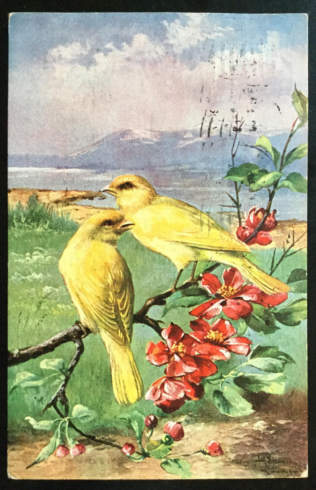 Vintage Postcard - Canaries