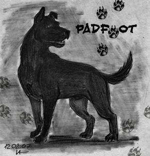 Sirius Black as Padfoot