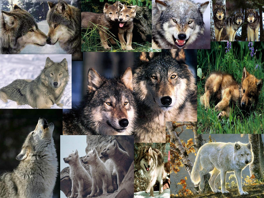 Wolf Wallpaper Collage