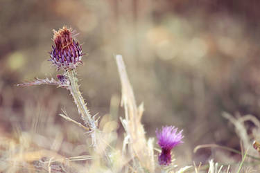 Scent of Flowers