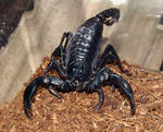 Asian forest Scorpion