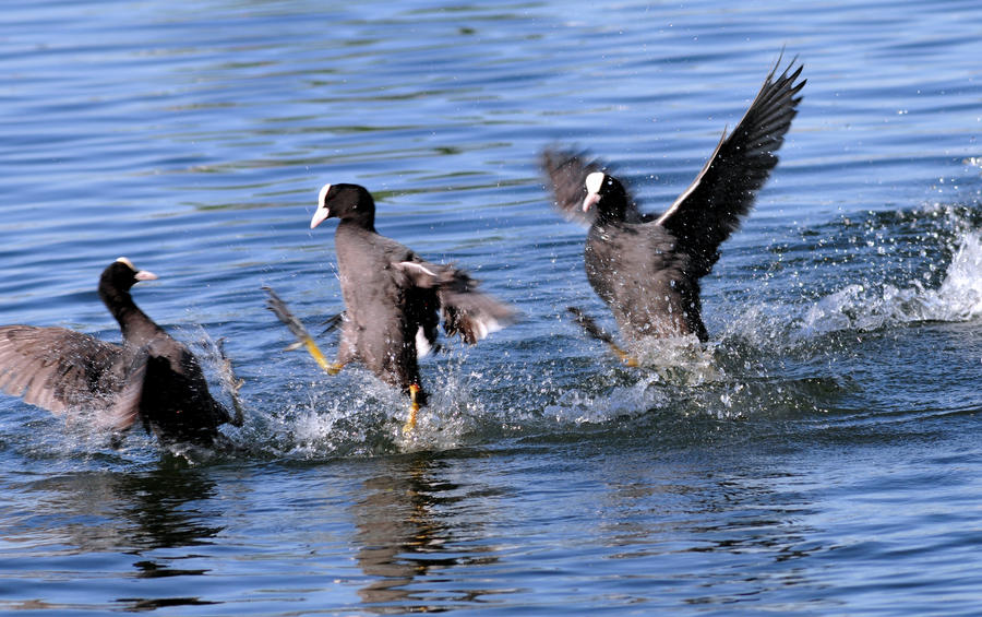 Territorial Fights