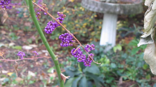 Autumn Berries