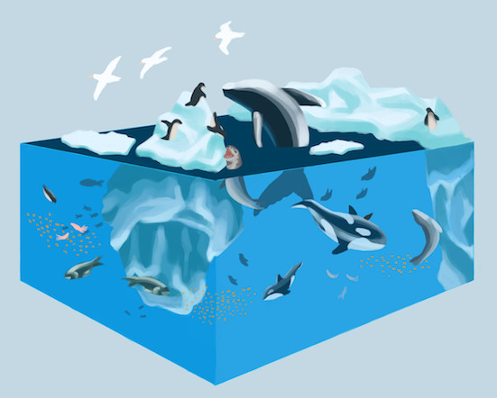 Antarctic Ecosystem