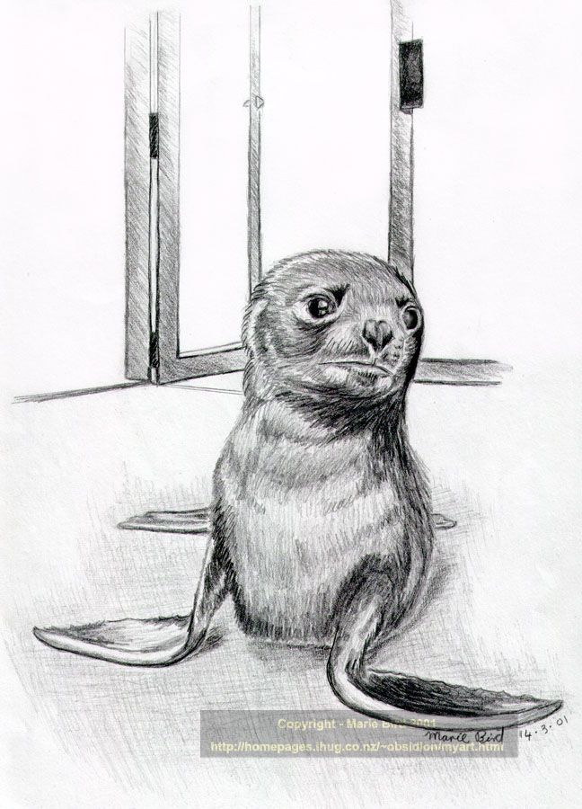 Lonely Seal Pup