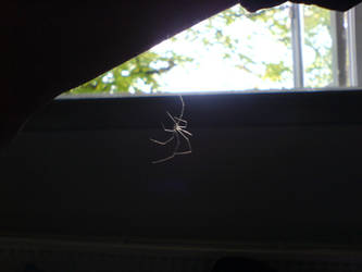 My house spider lol