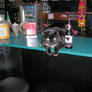 Bar Cat