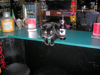 Bar Cat