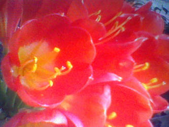 Orange-ish Red Flowers