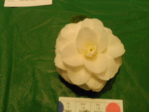 Camellia XII