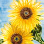 Sonnenblumen