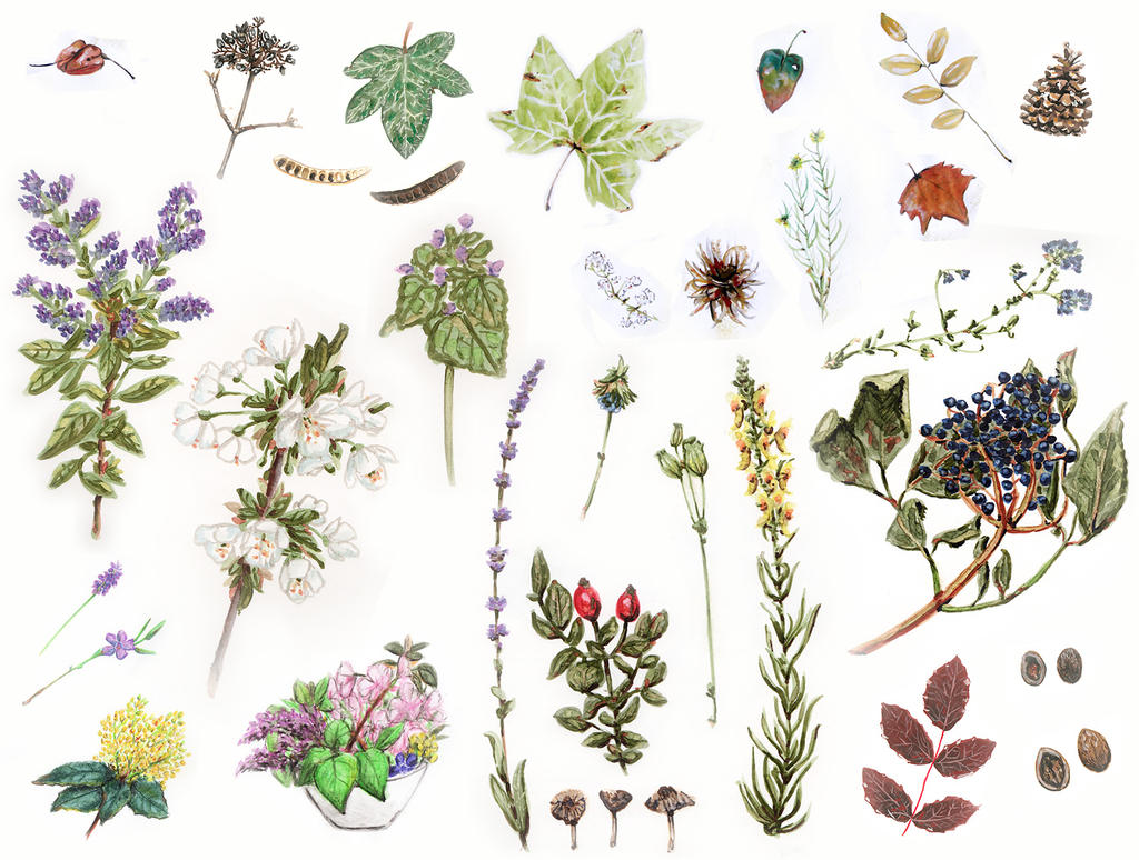 Botanically 2012 Botanical studies dump by Skogflickan on DeviantArt
