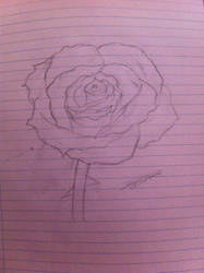 rose sketch