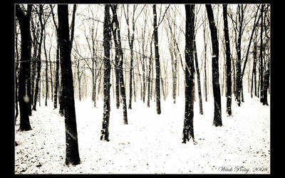 Endless Winter Forest by pociej
