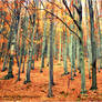 Autumn Forest