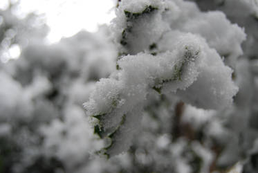 Holly in the snow