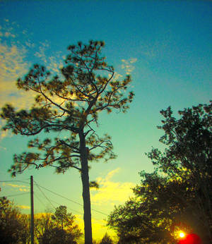 Pine Sunset Photomanip