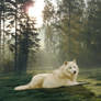 Sunbathing wolf