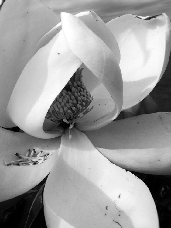 Magnolia