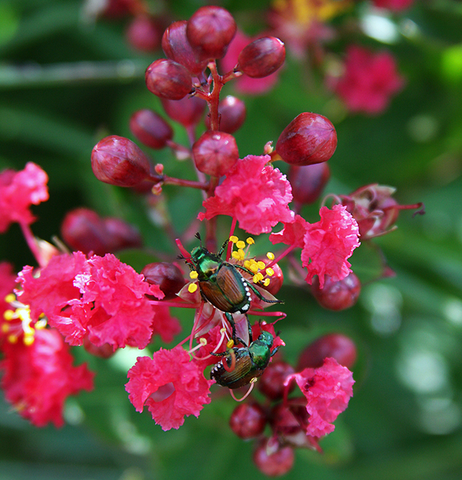 Beetle Buds