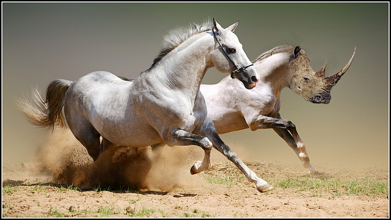 Horse and rhinoceros