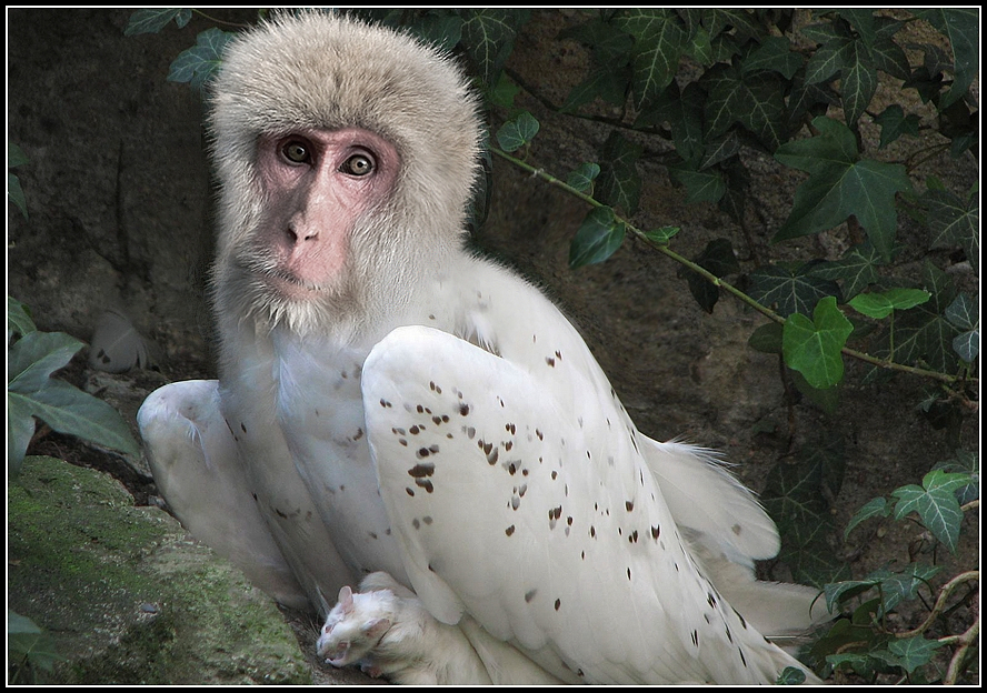 Monkey birds by fisher57 on DeviantArt