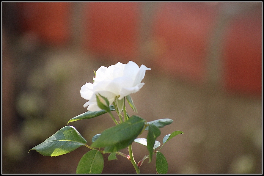 white roses .