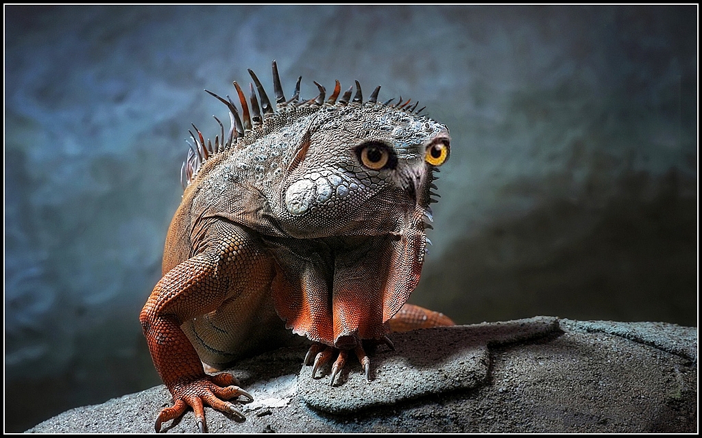 Iguanas-Owl ...