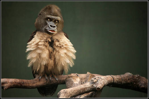 Owl-Orangutan...