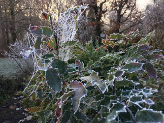 Web of frost
