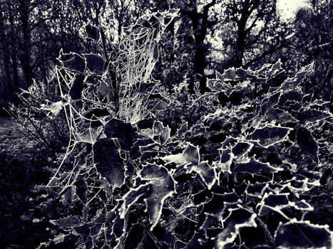 Dark frost web