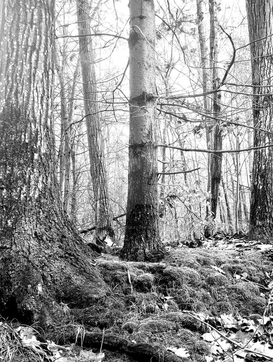 Liken Tree Trees and likens in black and white by stickerdoodlez on DeviantArt