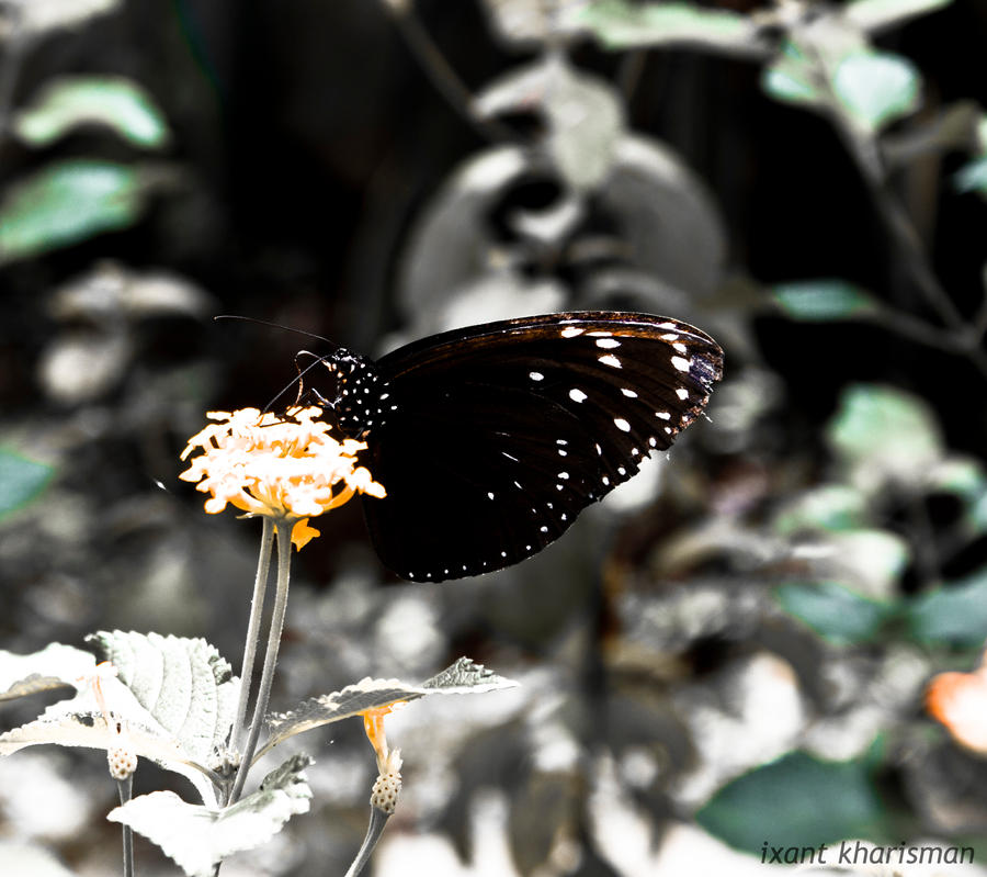 Black Butterfly